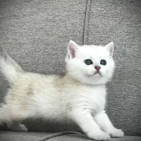 فروش گربههای ناز (اسکاتیش/بریتیش/پرشین)|گربه|رشت, گلسار|دیوار