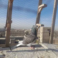 کبوتر فروشی|پرنده|مشهد, نیزه|دیوار