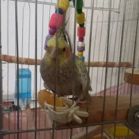 عروس هلندی نر|پرنده|کرج, حصارک پایین|دیوار