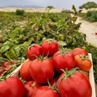 فروش ۱۳هکتار زمین کشاورزی قطره ای برقی