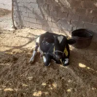 دوراس گاوهلشتاین برای فروش