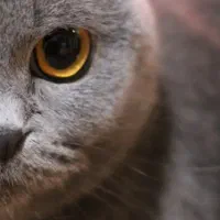 پرورش حرفه ای و تخصصی بریتیش و اسکاتیش|گربه|شیراز, تاچارا|دیوار