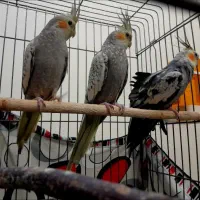 جوجه طوطی عروسی هلندی|پرنده|تهران, تاکسیرانی|دیوار