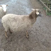 گوسفند رومانوف  حامله از نر رومن