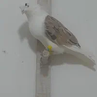 ۲۳ تا طوقی|پرنده|کشکوئیه, |دیوار