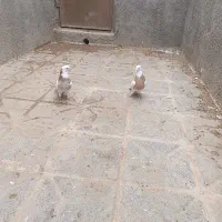 طوقی|پرنده|تربت جام, میان جام|دیوار