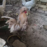 خروس سلطان