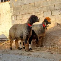 ۲۴راس میش بختیاری|حیوانات مزرعه|شوشتر, |دیوار