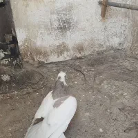 کفتر زل دم سفید طوقی هفت‌رنگ خطی|پرنده|محمدیه-قزوین, |دیوار