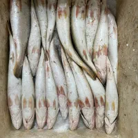 انواع ماهی و میگو تازه|ماهی|بندر کنگان, |دیوار