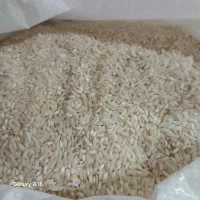 کاشت محلی شمال برنج