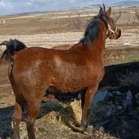 اسب مادیان|اسب و تجهیزات اسبسواری|رزن, |دیوار