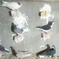 کفتر رنگی