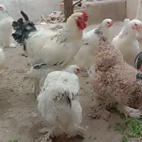 جوجه و تخم مرغ برهما|حیوانات مزرعه|دلند, |دیوار