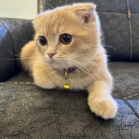 بچه گربه ۴ ماهه اسکاتییش زیبا|گربه|قم, مهدیه|دیوار