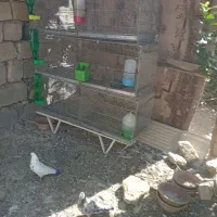 فقس جفت کن