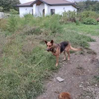 سگ ژرمن فروشی