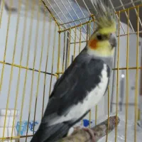 عروس هلندی