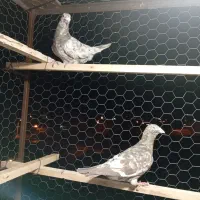 هفرنگ|پرنده|شال, |دیوار