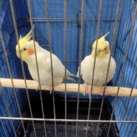 دو عدد عروس هلندی نر و ماده