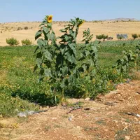 اجاره-زمین-کشاورزی