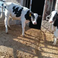 گوساله قطع شیر|حیوانات مزرعه|بوئین زهرا, |دیوار