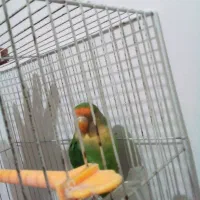 طوطی برزیلی