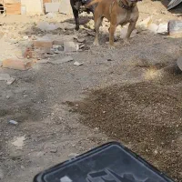 پیت بول ماده|سگ|گنبد کاووس, |دیوار