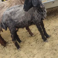 با سلام فروش میش جوان