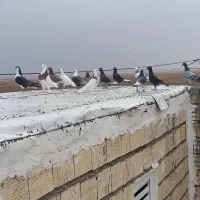 چند عدد کفتر پرشی