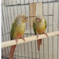 جفت گرینچیک آناناسی|پرنده|شیراز, کوشک میدان|دیوار