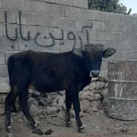 فروش دو عدد گوساله نر و ماده|حیوانات مزرعه|جوانرود, |دیوار