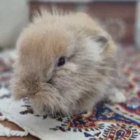 بچه خرگوش لوپ