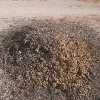 کود مرغی تخمگذار در قفس