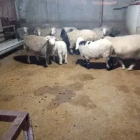 گوسفند ایلدوفرانس ،مری پاکستانی ،مرینوس استرالیایی