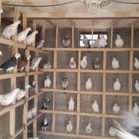 فروش کبوتر