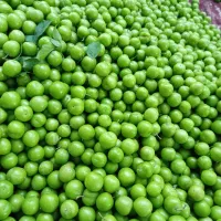 آلوچه(گوجه سبز ) ماهان عمده/ خرده تحویل درب منزل