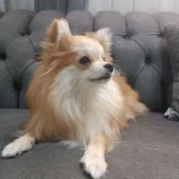 سگ پامرانین|سگ|خاوران, |دیوار