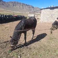 یک کره مادیان نژاد لاتی فروش فوری