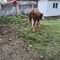 گاو سیمینتال آبستن|حیوانات مزرعه|لاهیجان, آهندان|دیوار