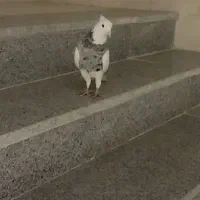 طوقی نر الماسی|پرنده|لردگان, |دیوار