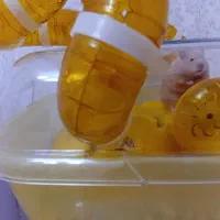 همستر گلد