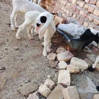 حشم گوسفندی