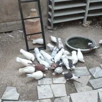 کفتر|پرنده|مشهد, هفت تیر (حافظ)|دیوار