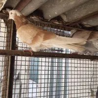 کفتر پرشی همه رنگ|پرنده|ری, علایین|دیوار