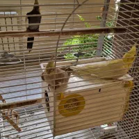 عروس هلندی نر و ماده