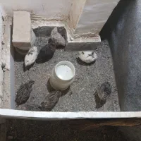 بلدرچین