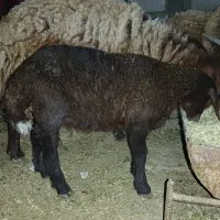 خرید او فروش بز، بره، میش