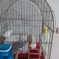 عروس هلندی مولد