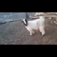 یک عدد بز خوب|حیوانات مزرعه|پیرانشهر, |دیوار